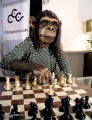 Chimpanzee1d4.jpg